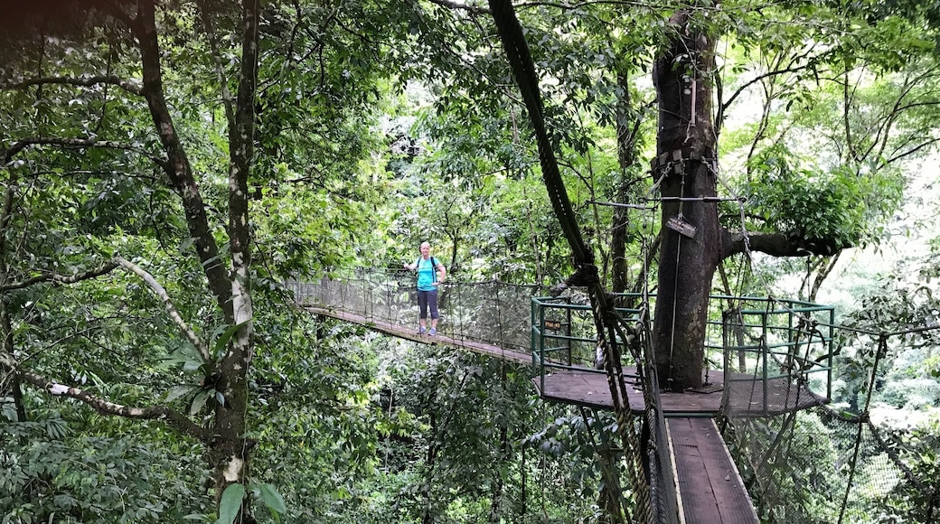 Amazing rainforest trail with robe bridges, waterfalls and swim holes. Easy trail for anyone( about 2 hour loop) . Breathtaking views.