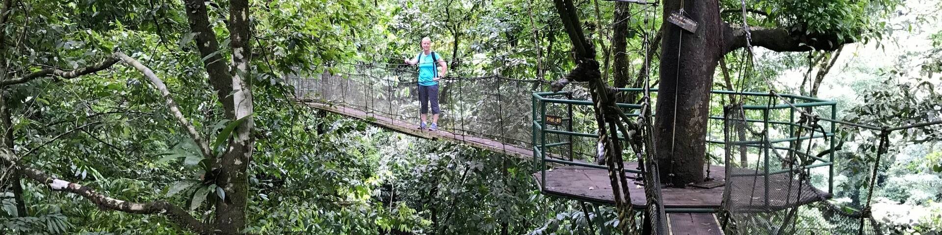 Amazing rainforest trail with robe bridges, waterfalls and swim holes. Easy trail for anyone( about 2 hour loop) . Breathtaking views.