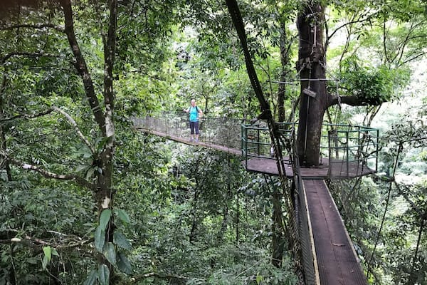 Amazing rainforest trail with robe bridges, waterfalls and swim holes. Easy trail for anyone( about 2 hour loop) . Breathtaking views.