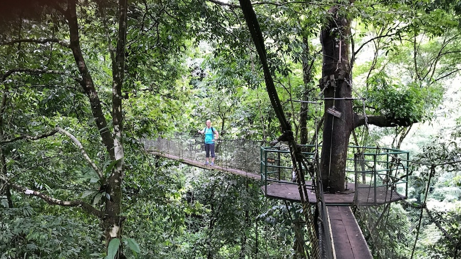 Amazing rainforest trail with robe bridges, waterfalls and swim holes. Easy trail for anyon