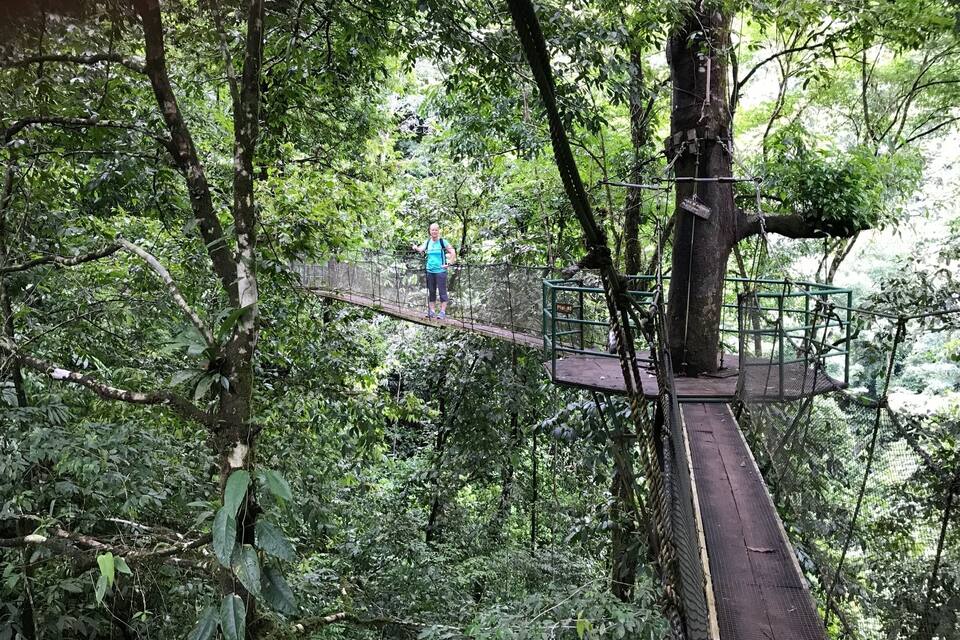 A suspension bridge in a dense forest.