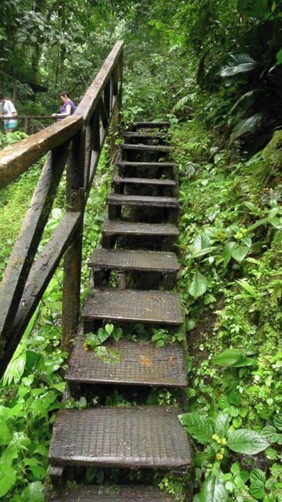 A path in the rainforest...Right after I took this, the skies opened up and offered us a typical Rainforest hello of rain for what seemed like forever:-)