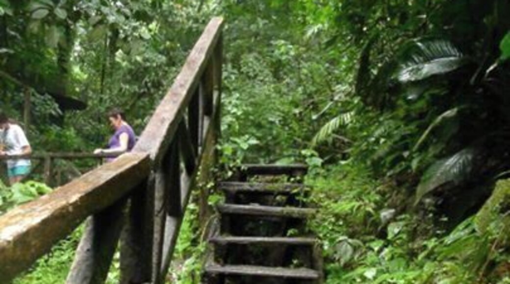 A path in the rainforest...Right after I took this, the skies opened up and offered us a typical Rainforest hello of rain for what seemed like forever:-)