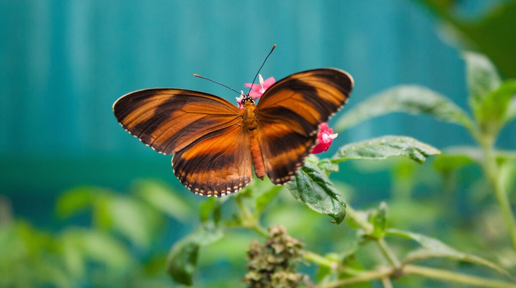 蒙特維多蝴蝶園