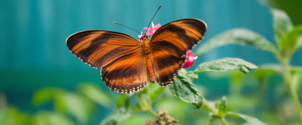 Butterfly in Monteverde