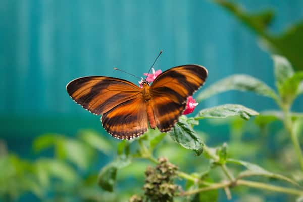 Butterfly in Monteverde