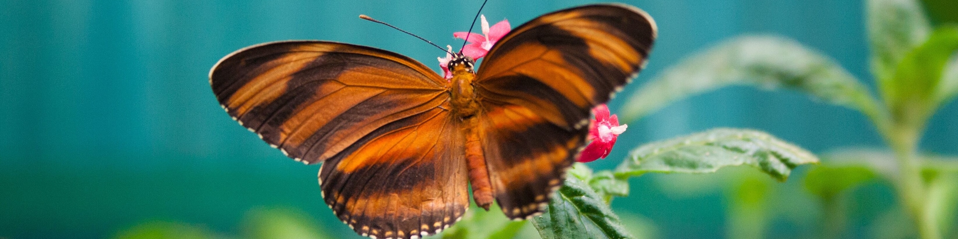 Butterfly in Monteverde