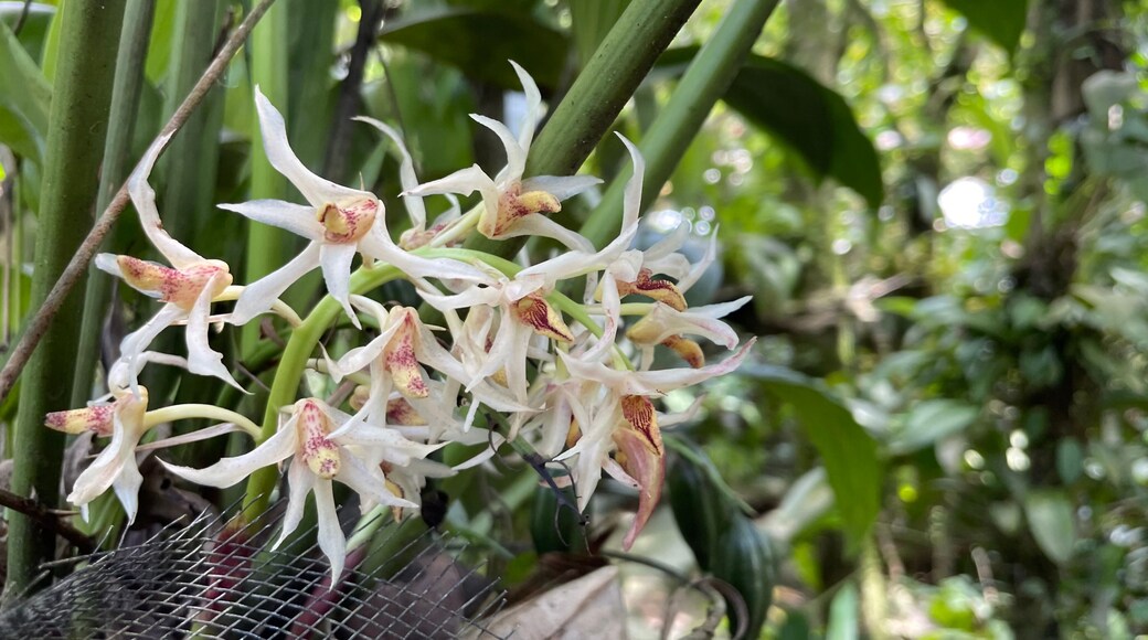 Monteverde orkidehage