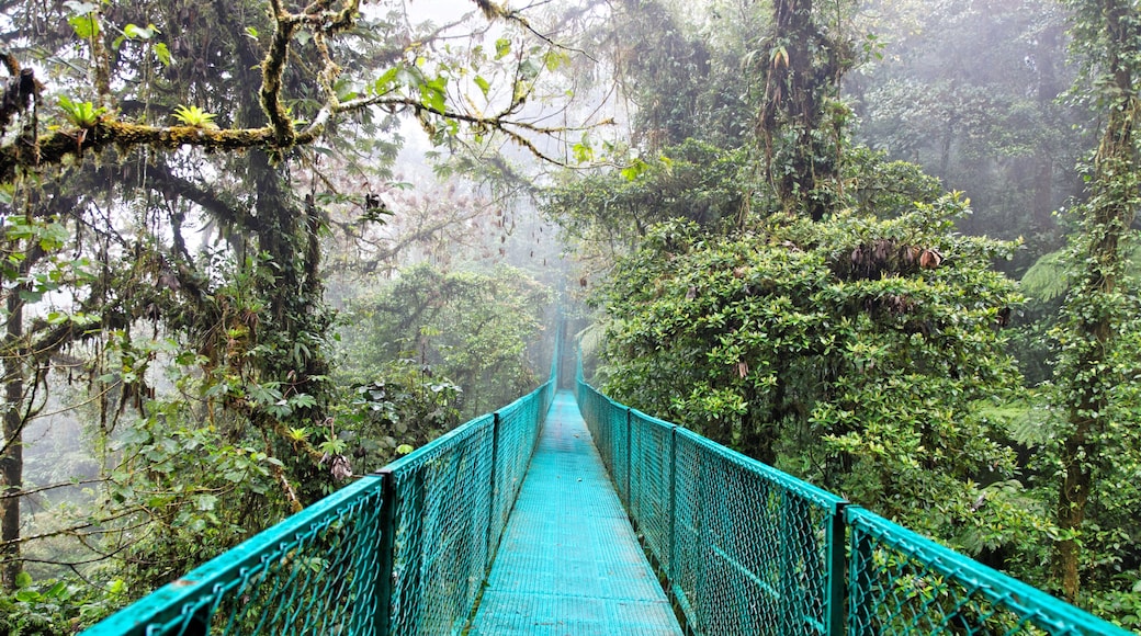 Rain forest in Monteverde, Costa Rica, Central America
