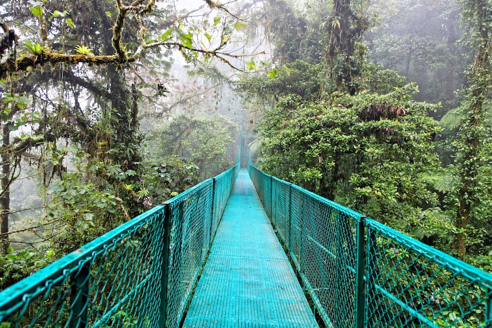 Un puente colgante turquesa en un bosque denso.