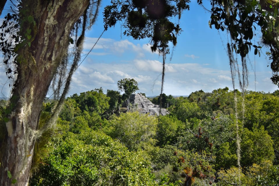 Un paisaje exuberante y verde con un gran árbol en primer plano y una estructura parecida a una pirámide al fondo.