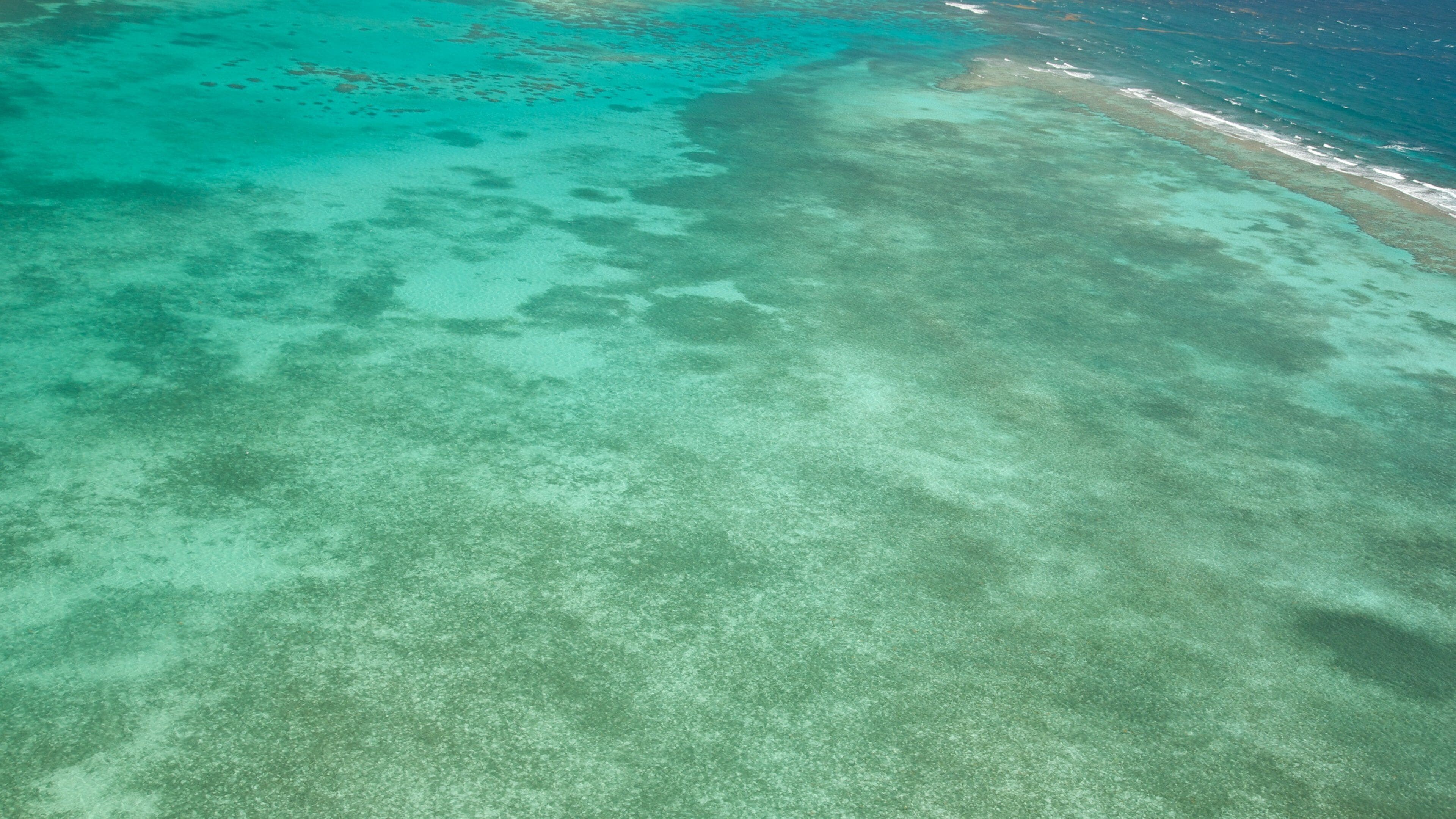 Belize featuring coral and general coastal views