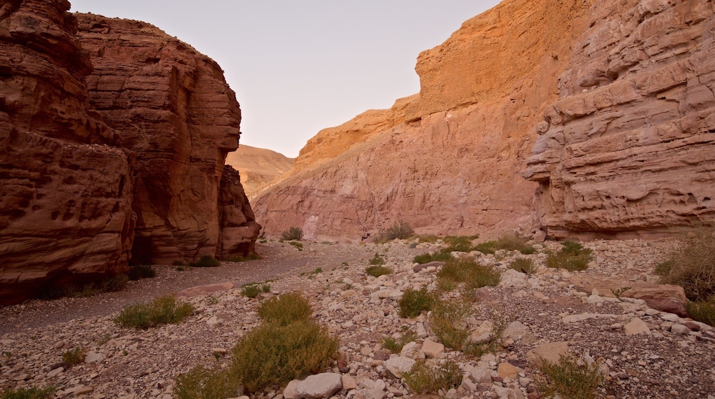 Red Canyon som viser kløft eller juv og ørkenutsikt