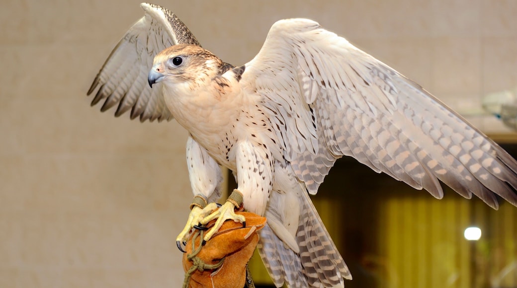 Emirado de Abu Dhabi mostrando vida das aves e vistas internas