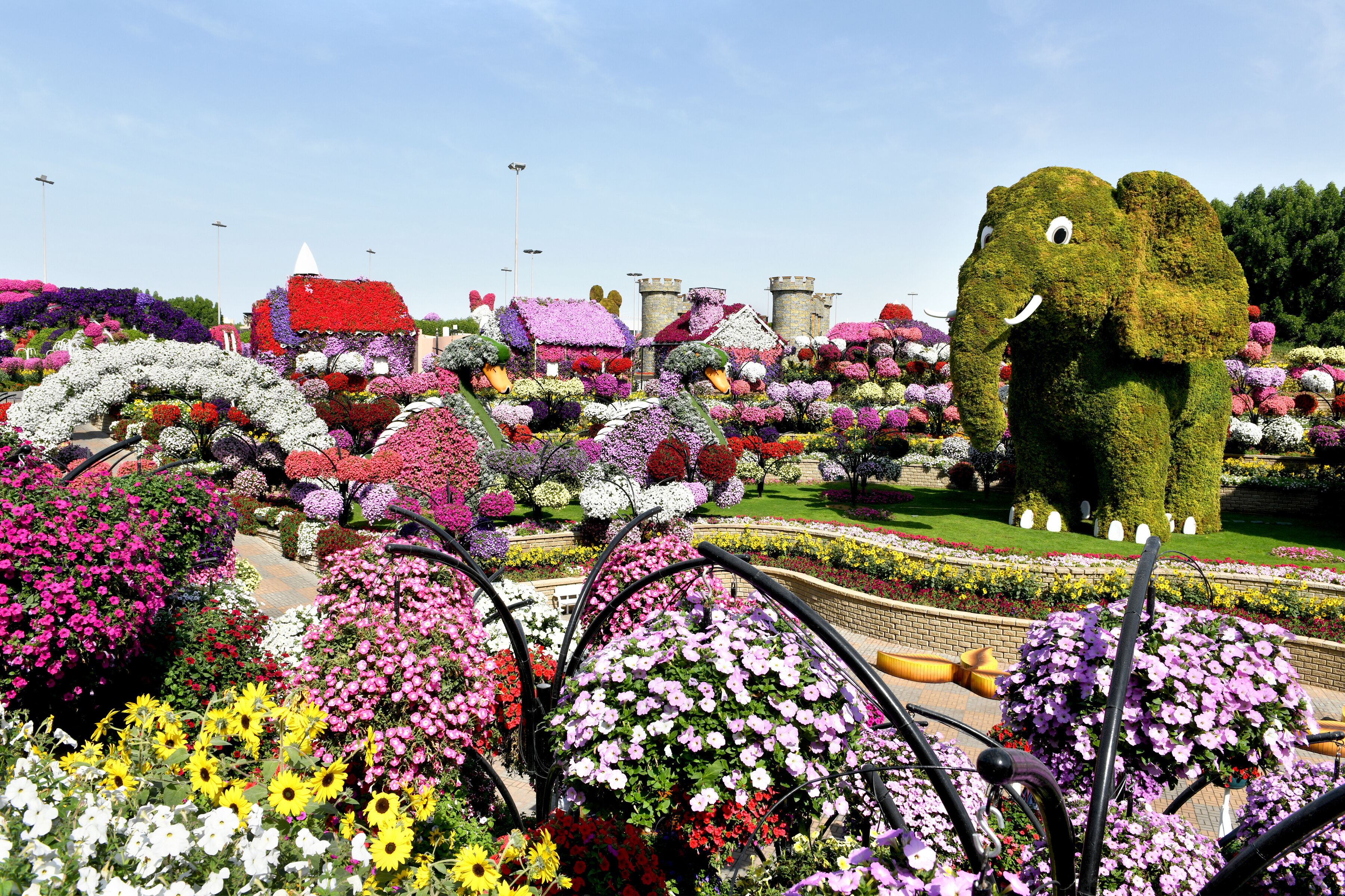 Dubai Miracle Garden is  world's largest natural flower garden,  150 million flowers of different varieties and is the top tourist, unique display and extravagant outdoor recreational destination