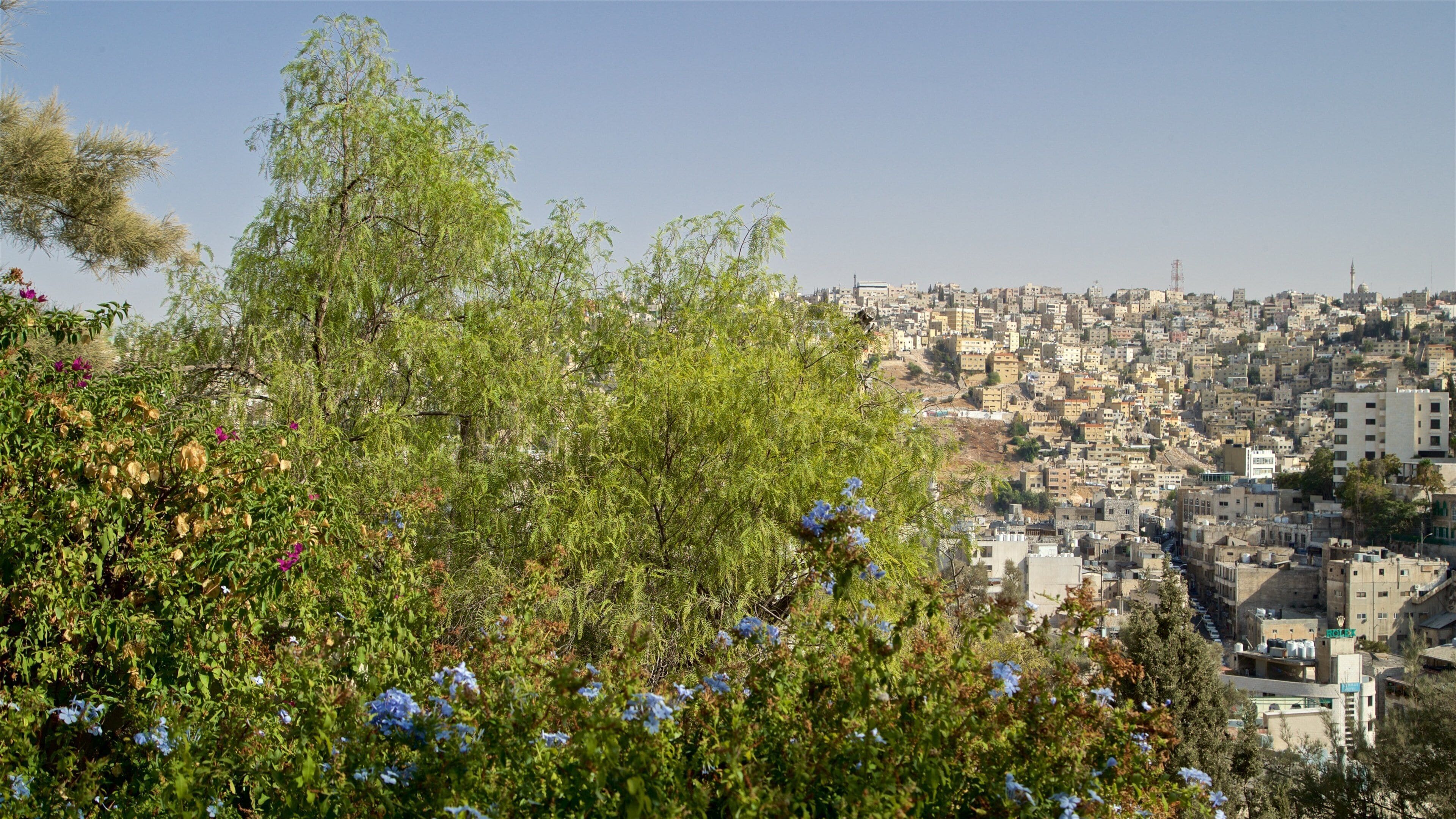 Darat al Funun som viser by, landskap og villblomster