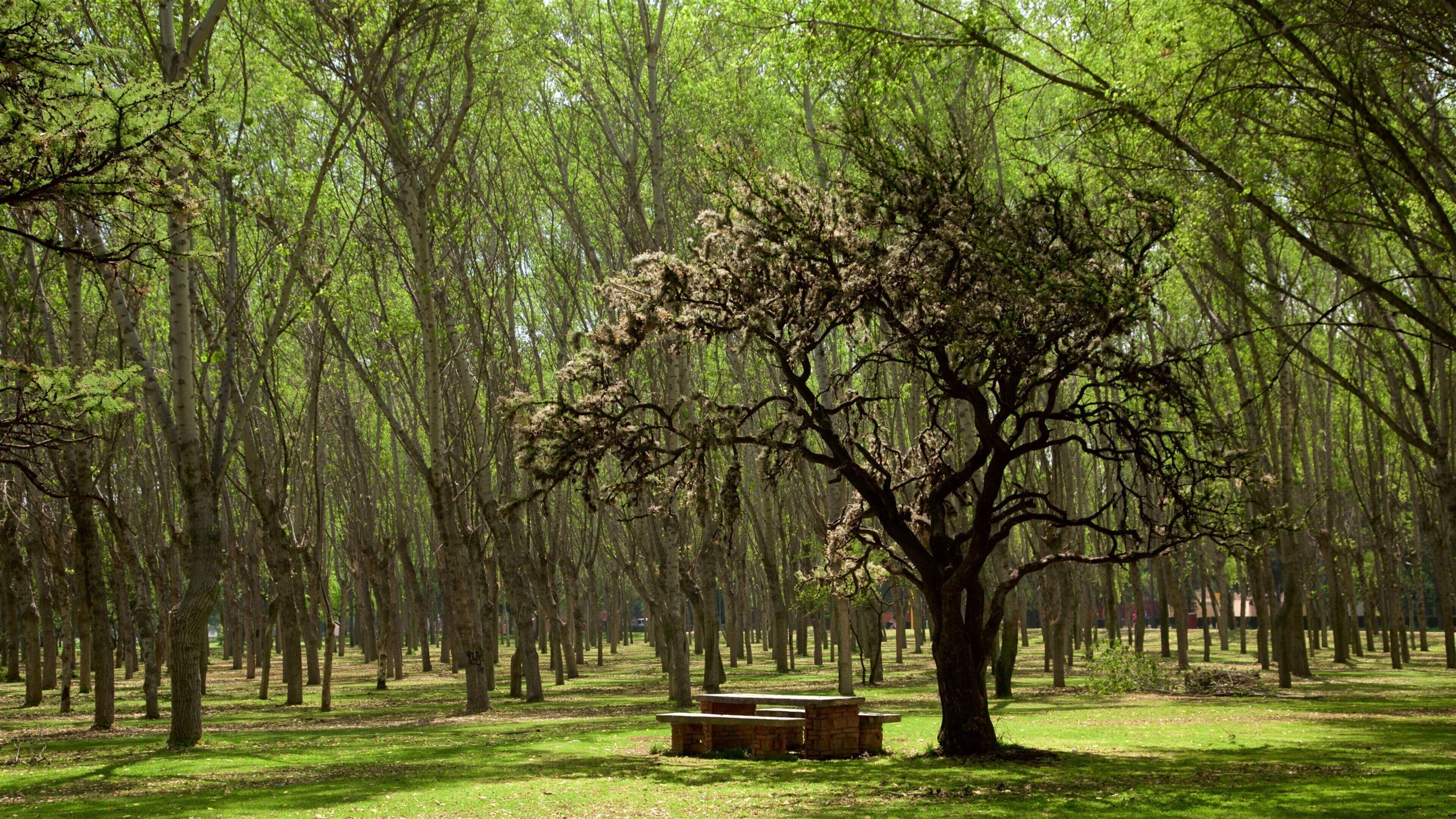 Mexico som inkluderer skoglandskap og hage