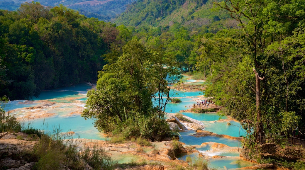 Cascadas de Agua Azul ofreciendo vistas de paisajes y un río o arroyo