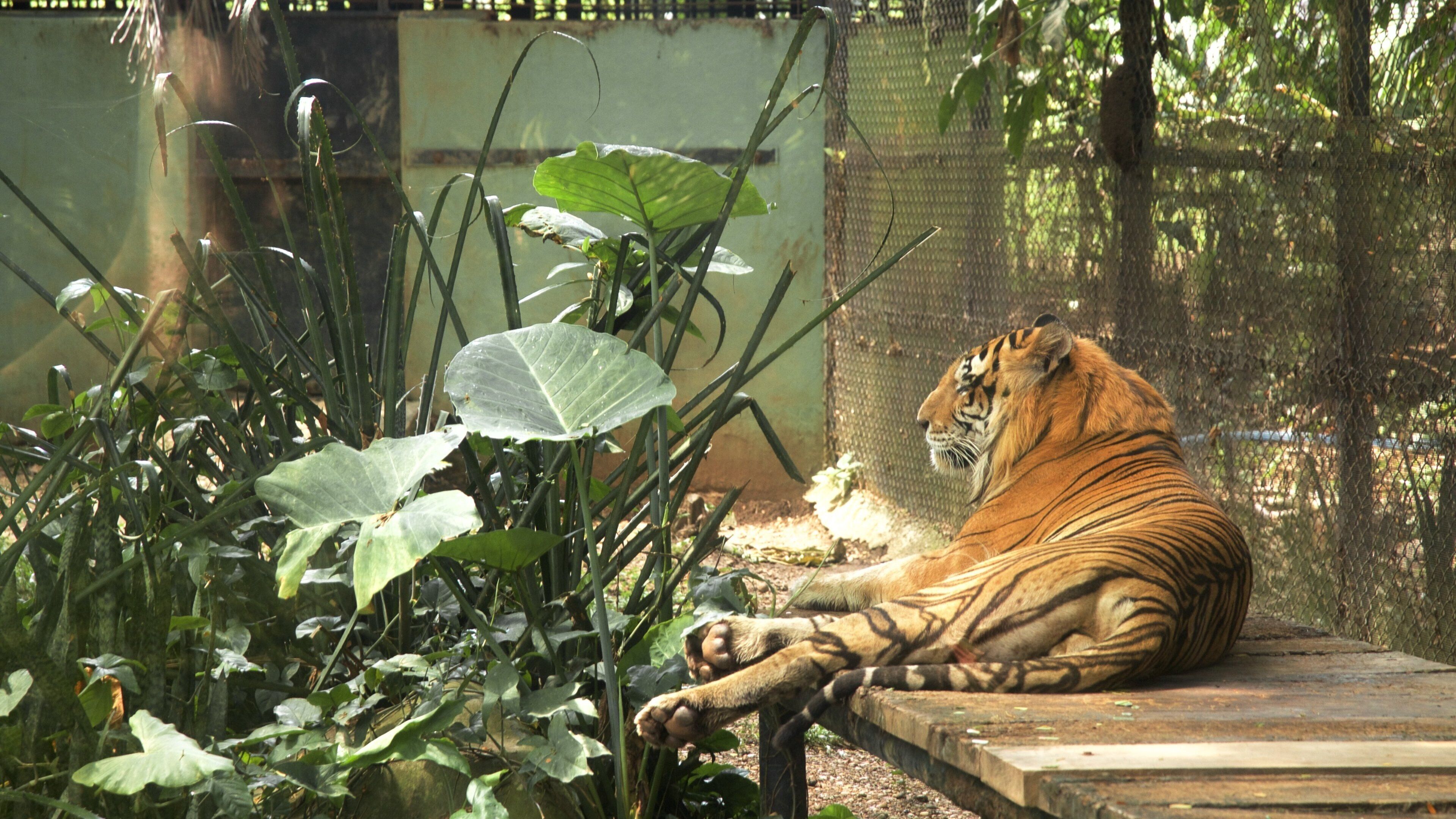 Villahermosa showing dangerous animals and zoo animals