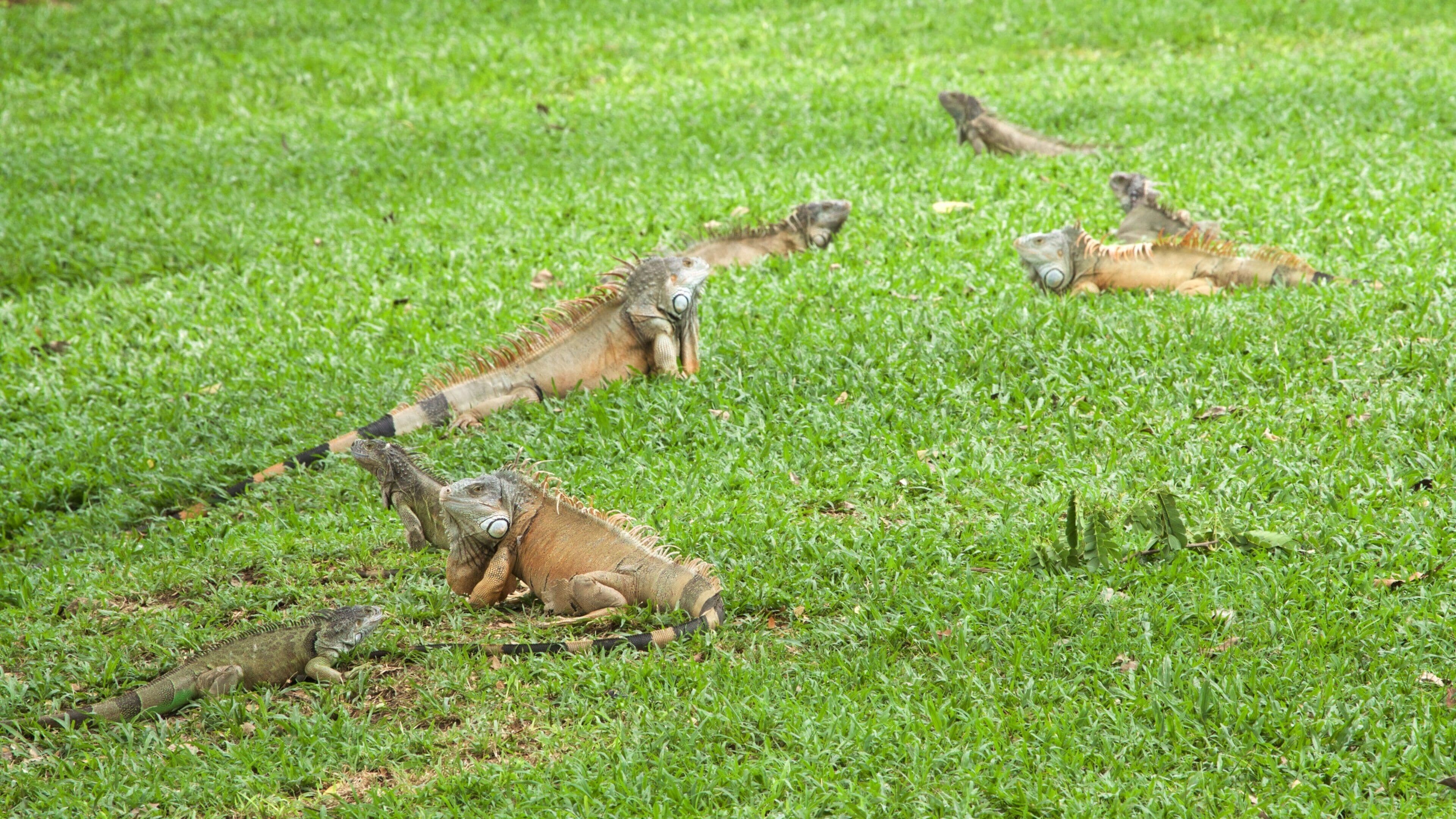 Villahermosa featuring animals