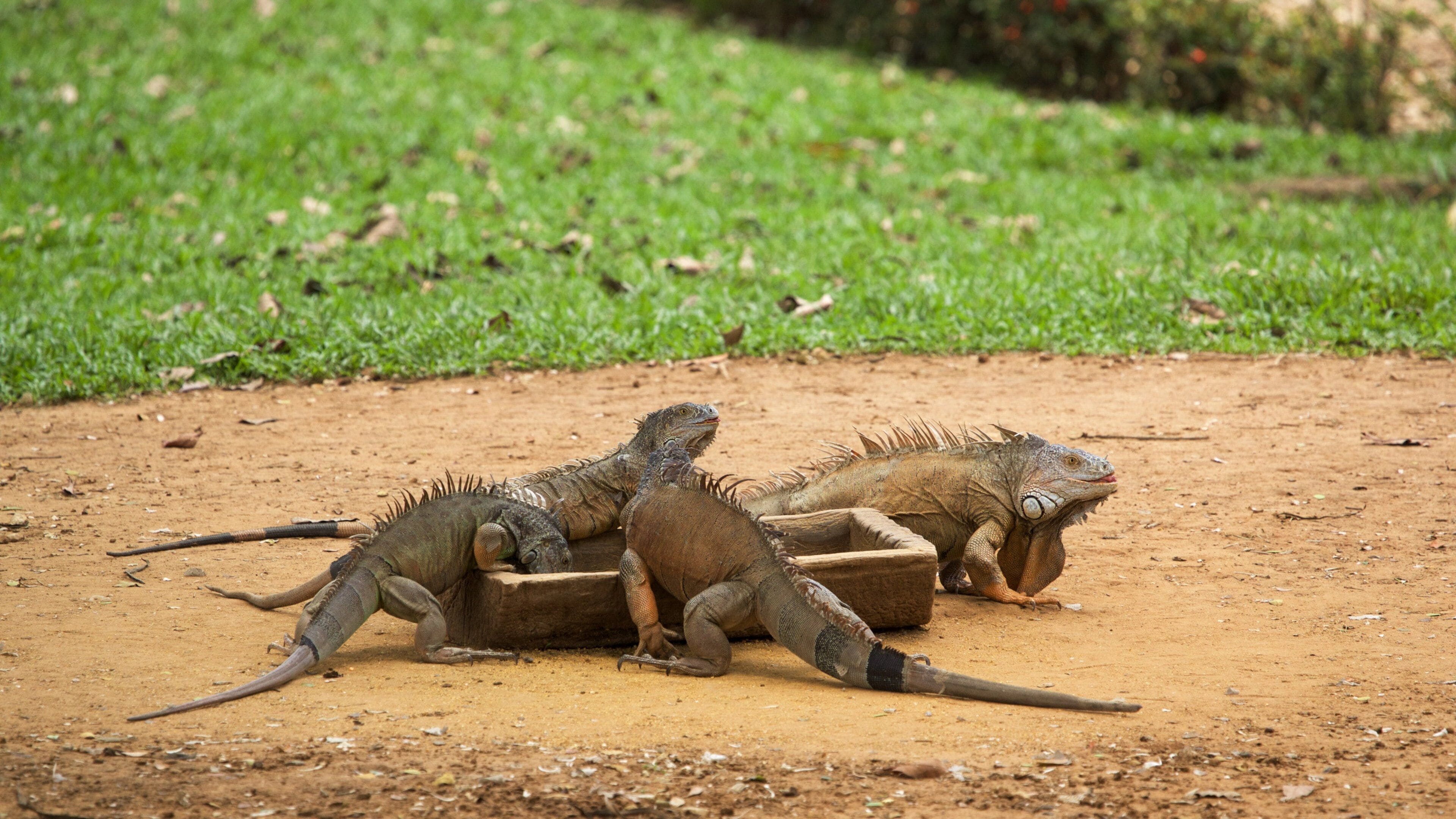 Yumka 을 보여주는 동물