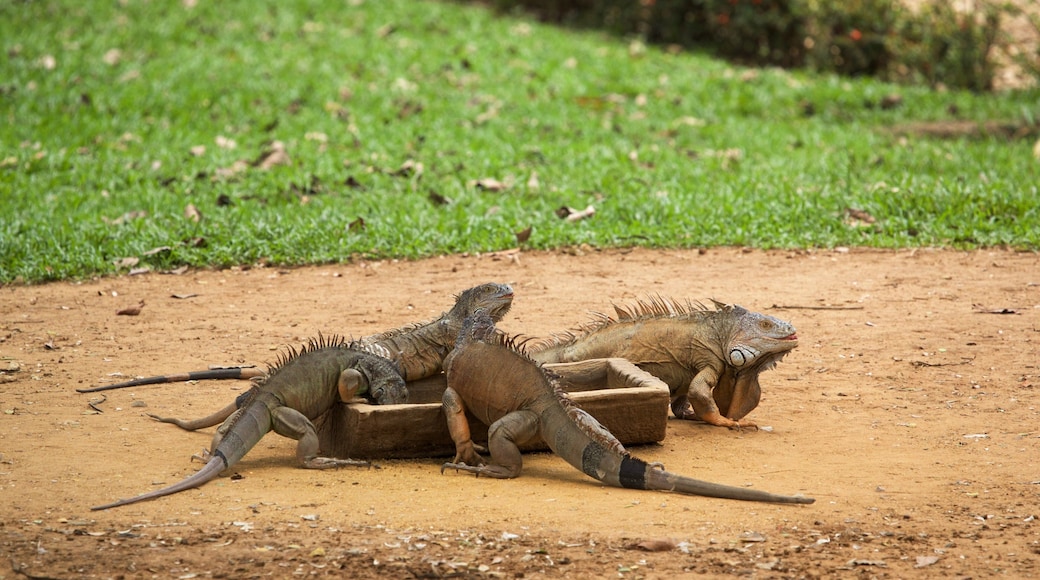 Yumka 을 보여주는 동물