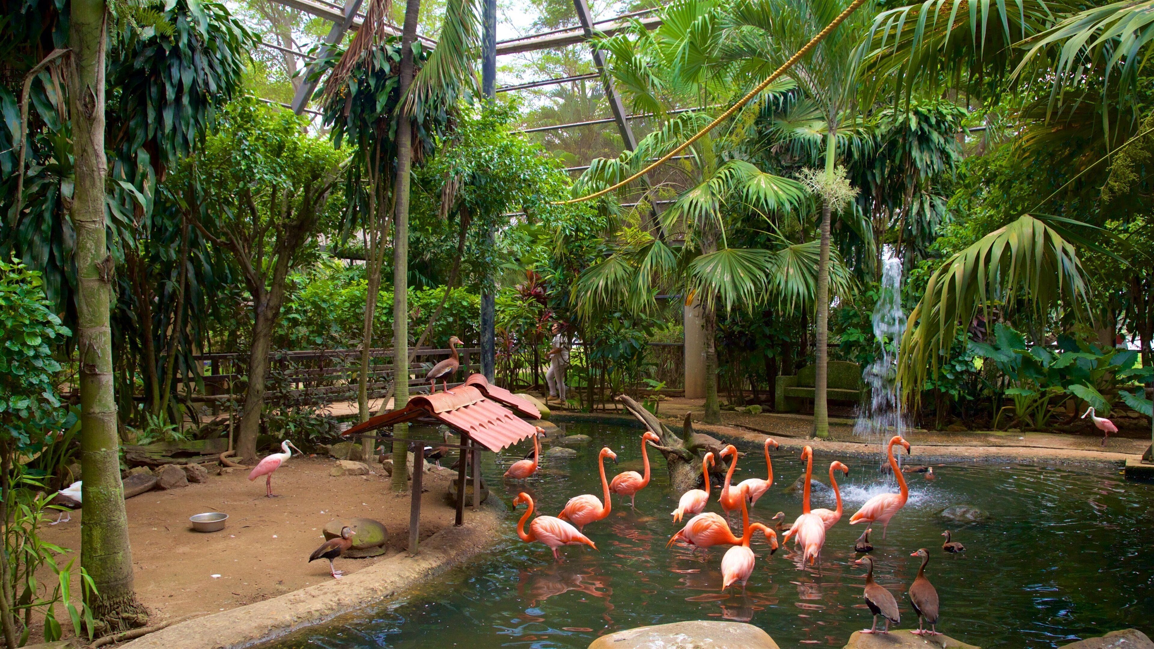 Villahermosa which includes interior views, bird life and a pond