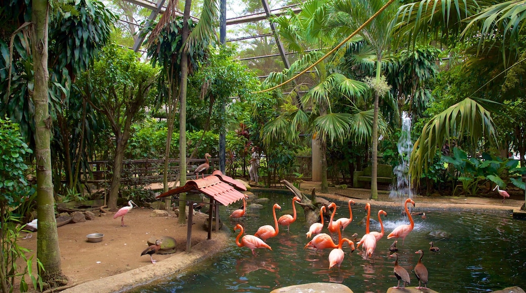Villahermosa showing bird life, interior views and a pond