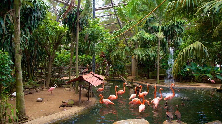 Villahermosa which includes interior views, bird life and a pond