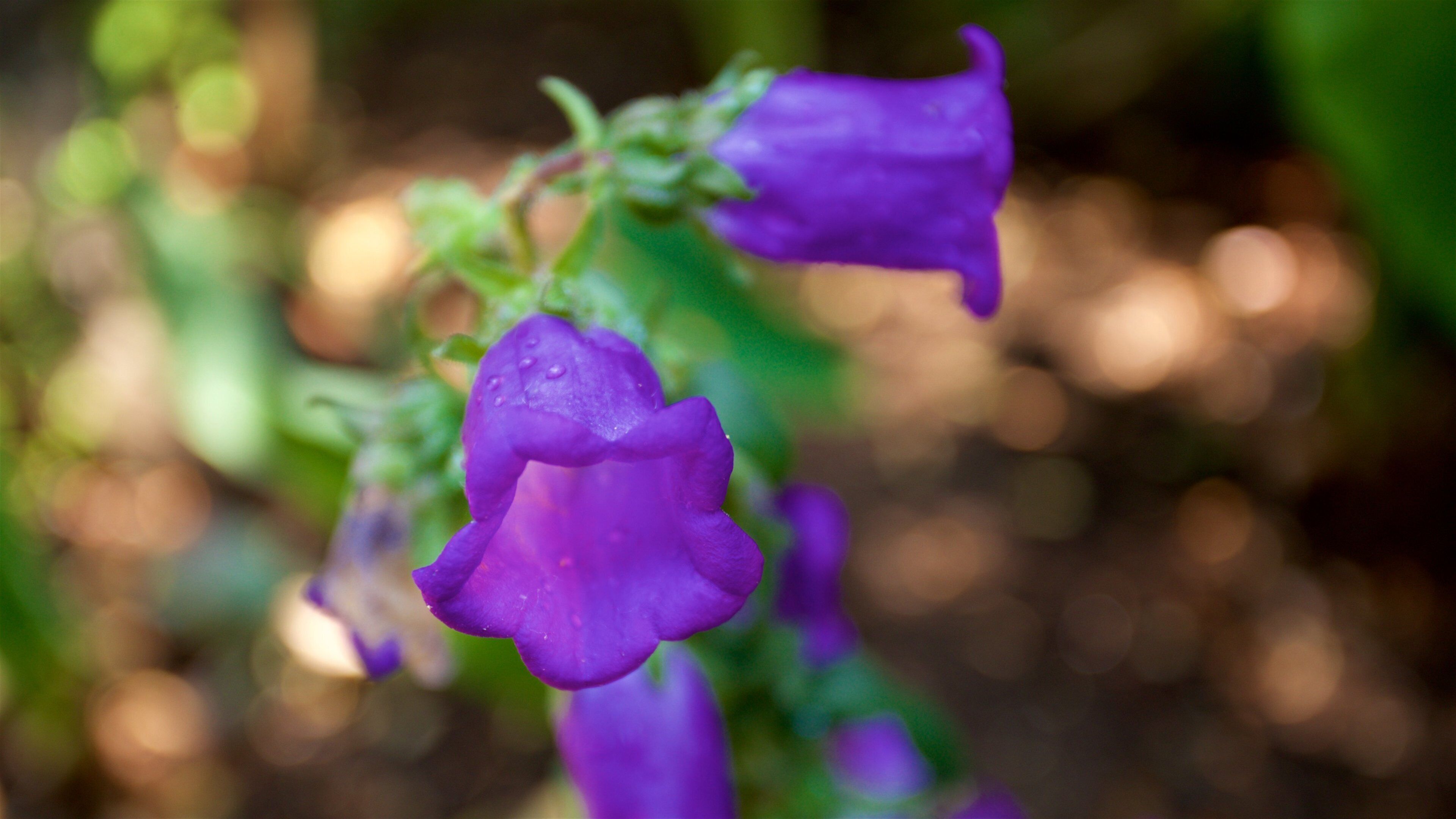 Orquideas Moxviduil Botanical Garden featuring wild flowers