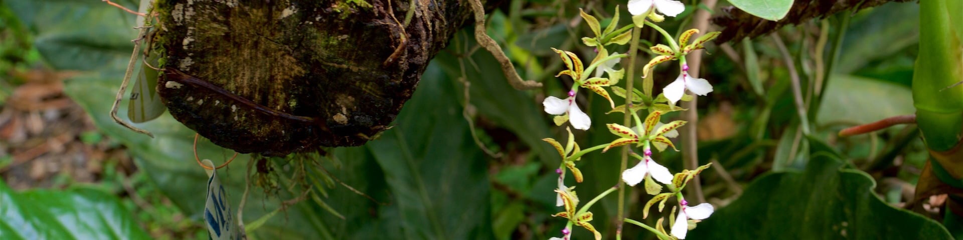 Orquideas Moxviduil Botanical Garden showing a garden