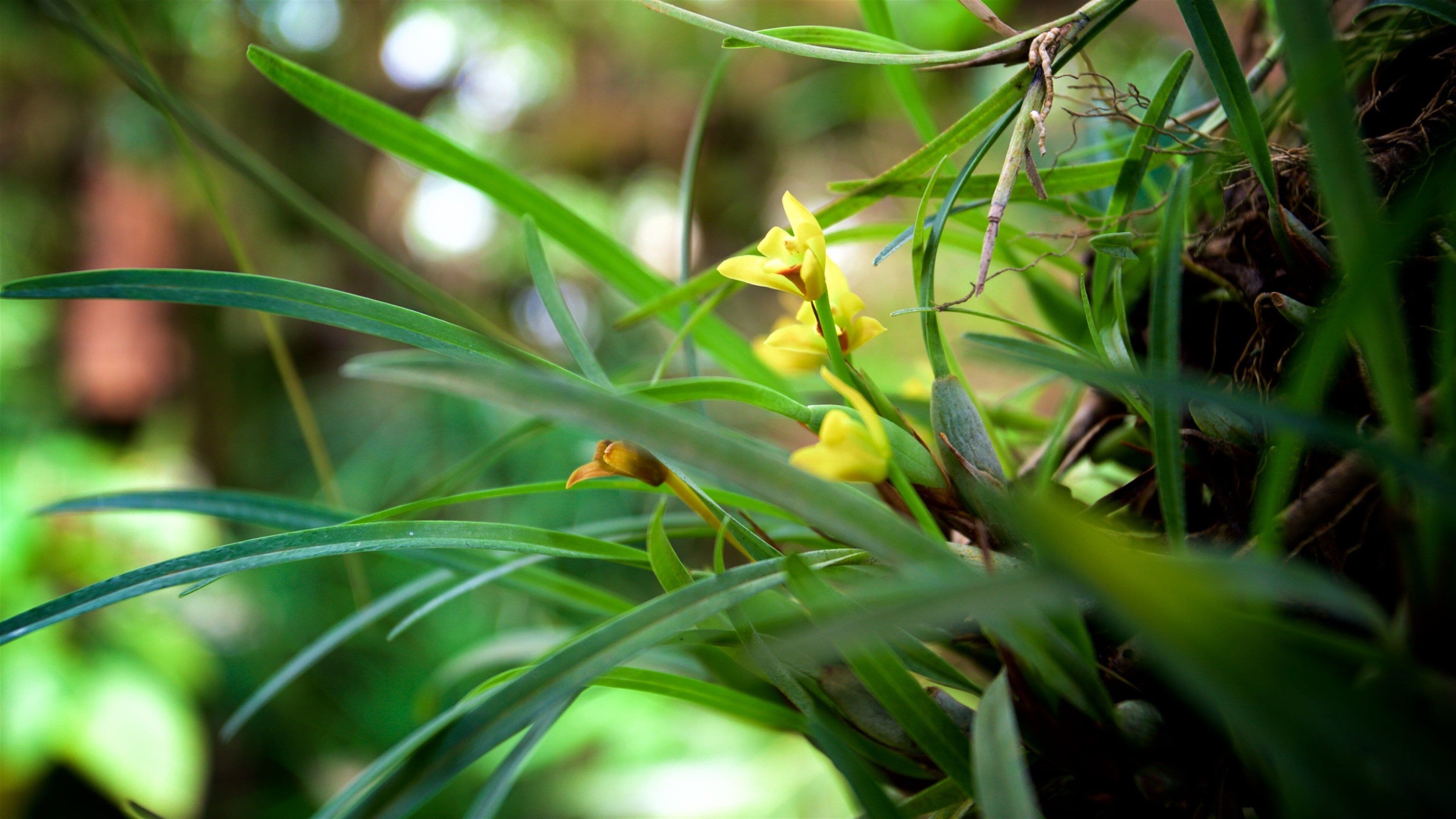 Jardin botanique Orquideas Moxviquil