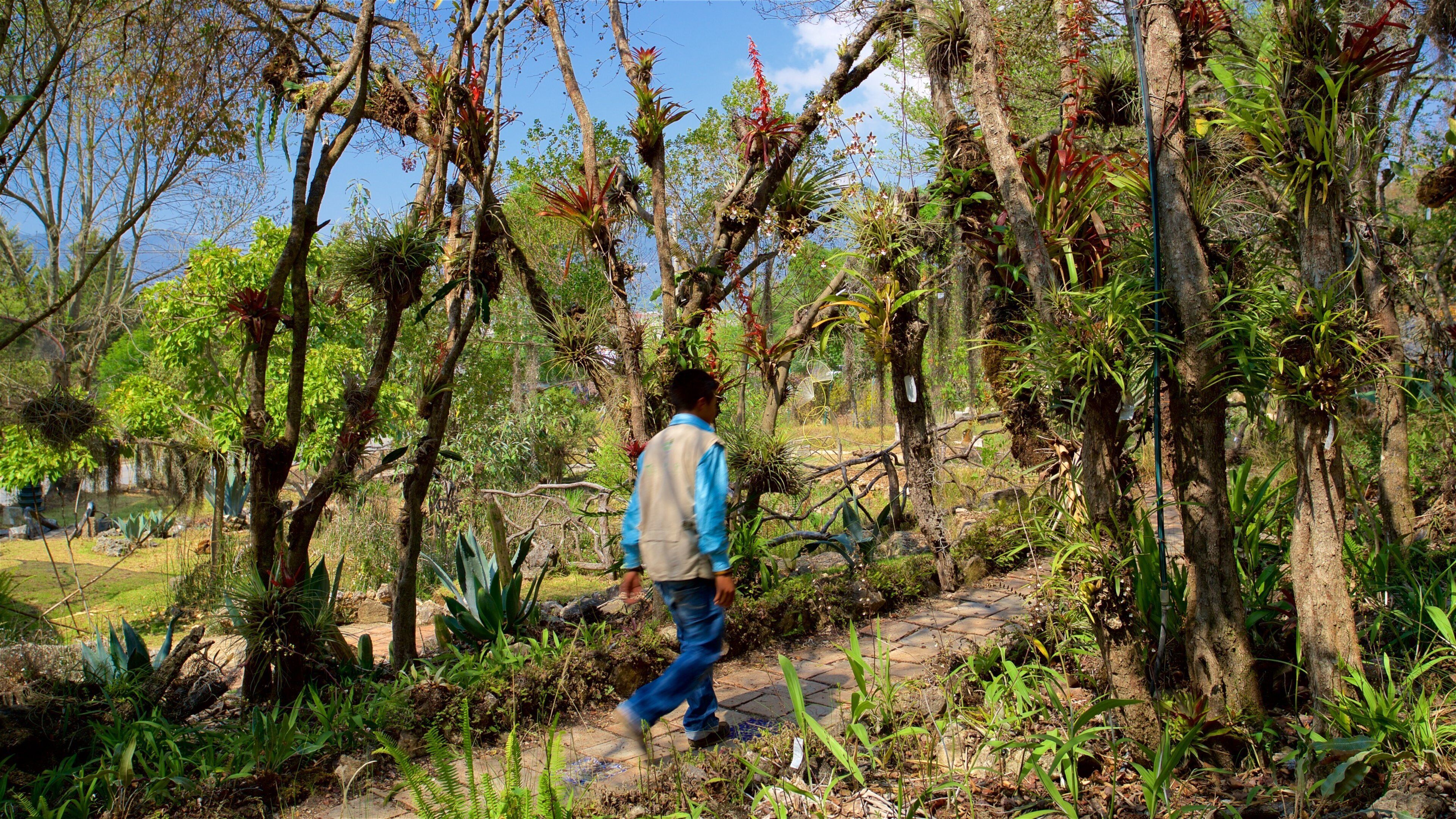 Orquideas Moxviduil Botanical Garden mostrando um jardim assim como um homem sozinho