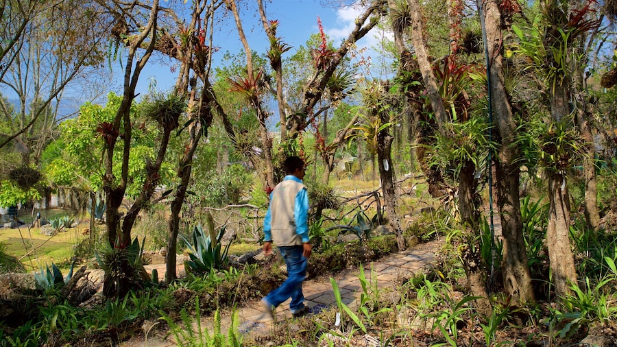 Jardín botánico de orquídeas Moxviquil ofreciendo un jardín y también un hombre