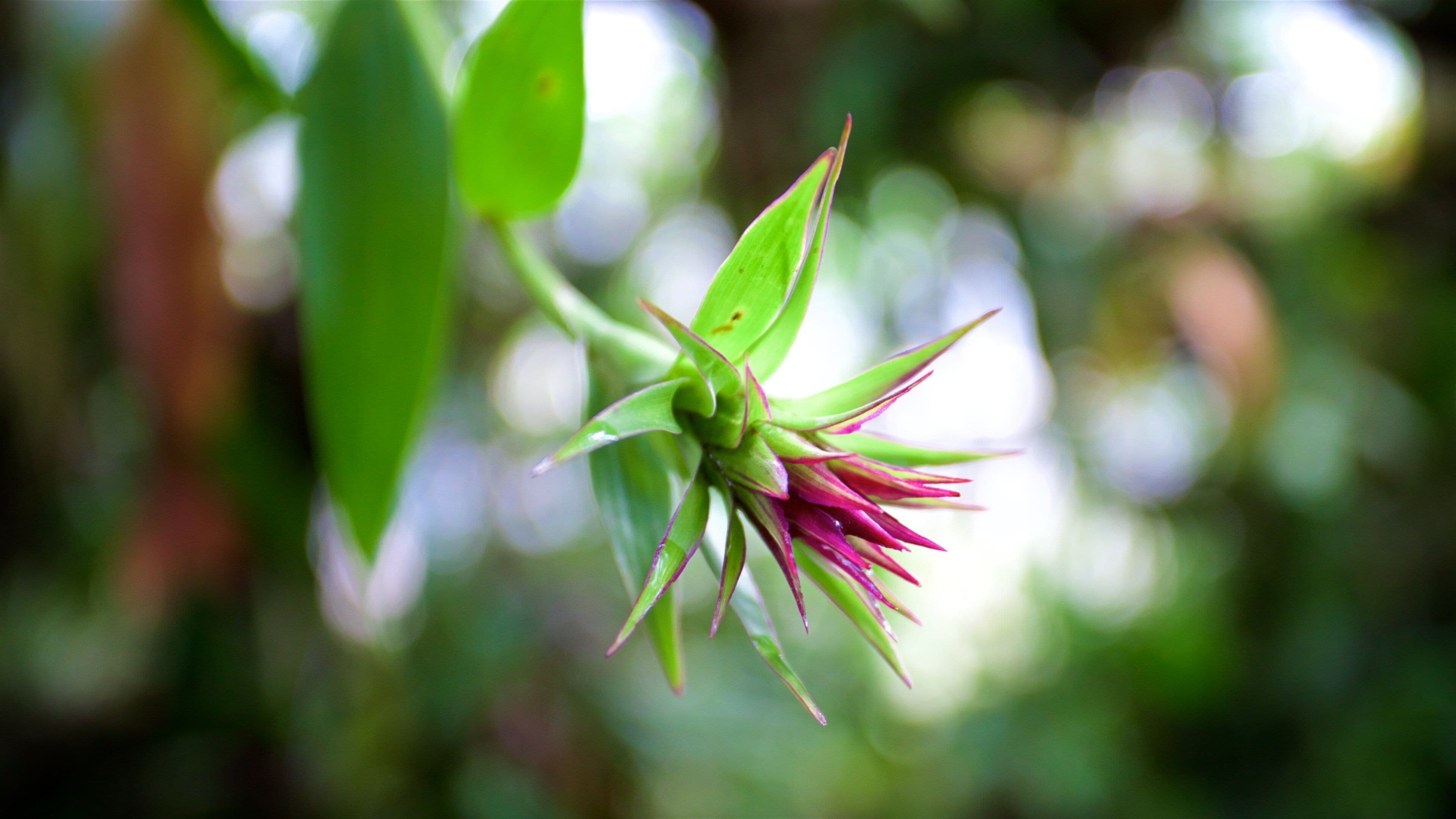 Orquídeas Moxviquil Botanical Garden which includes wildflowers