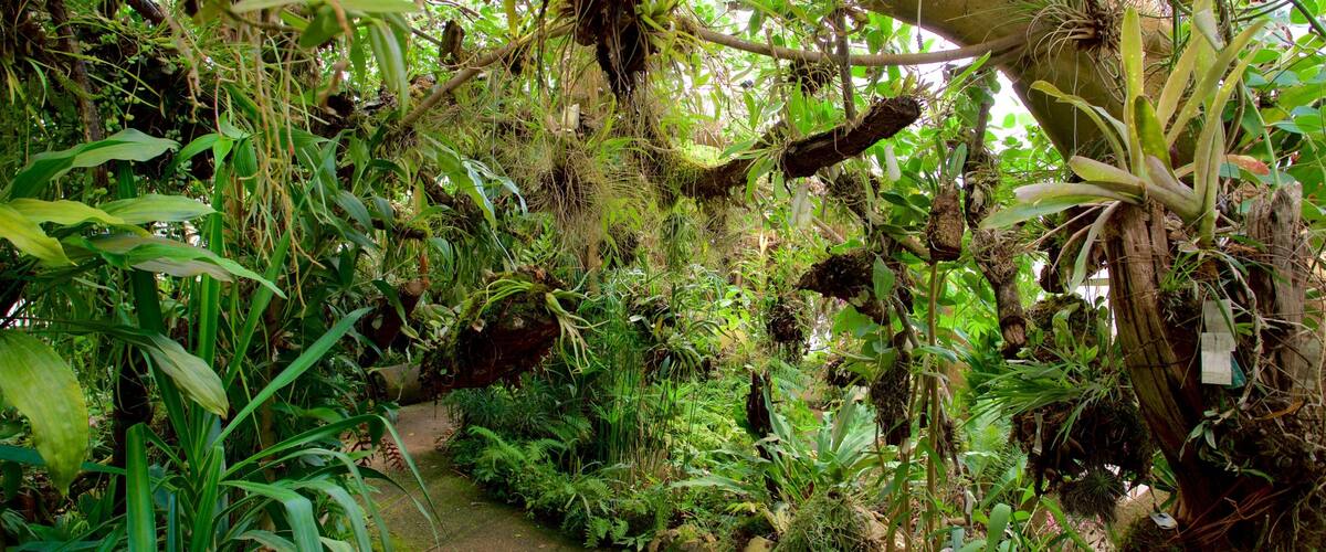Jardín botánico de orquídeas Moxviquil que incluye un parque