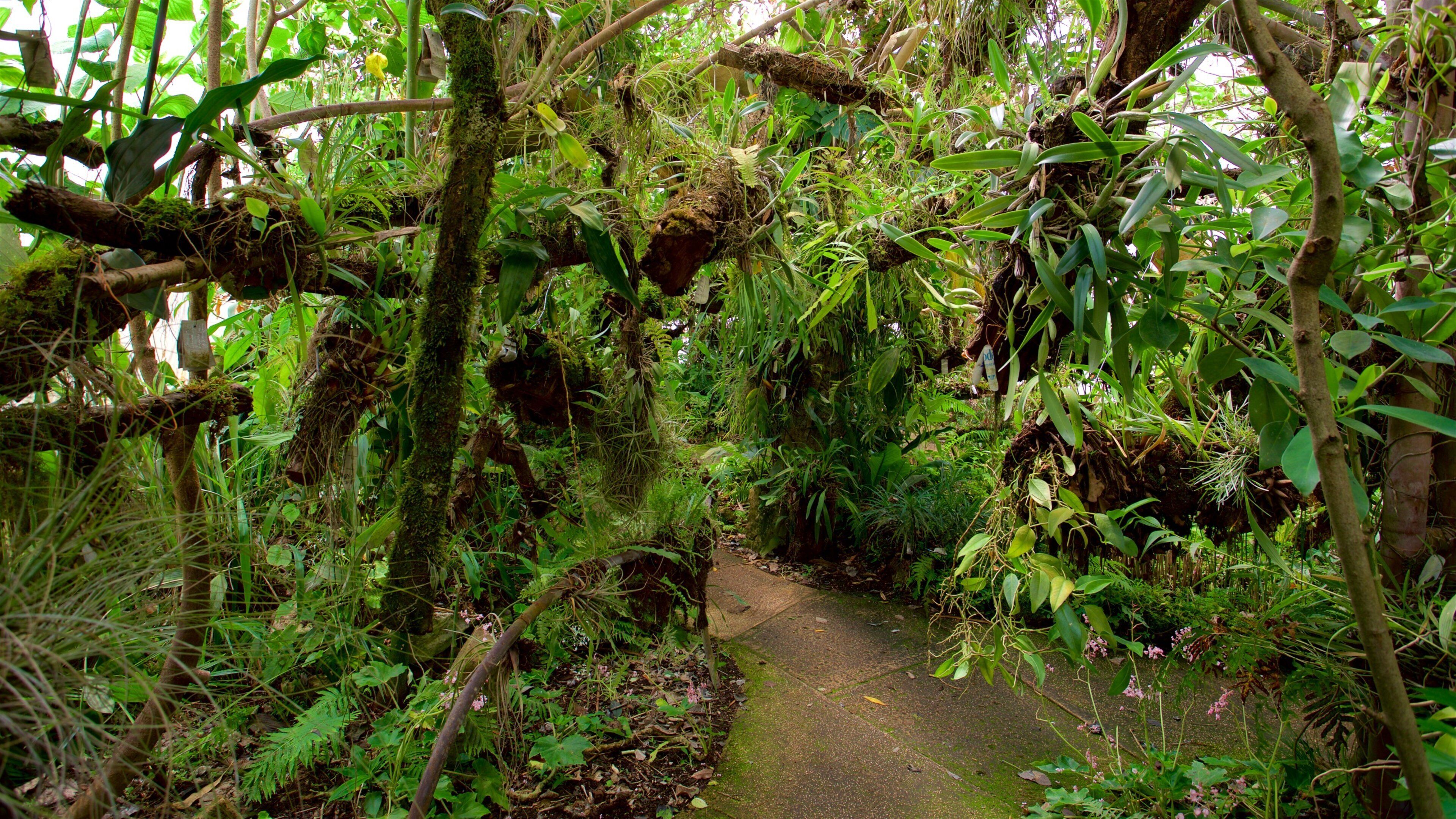 Orquideas Moxviduil Botanical Garden showing a park