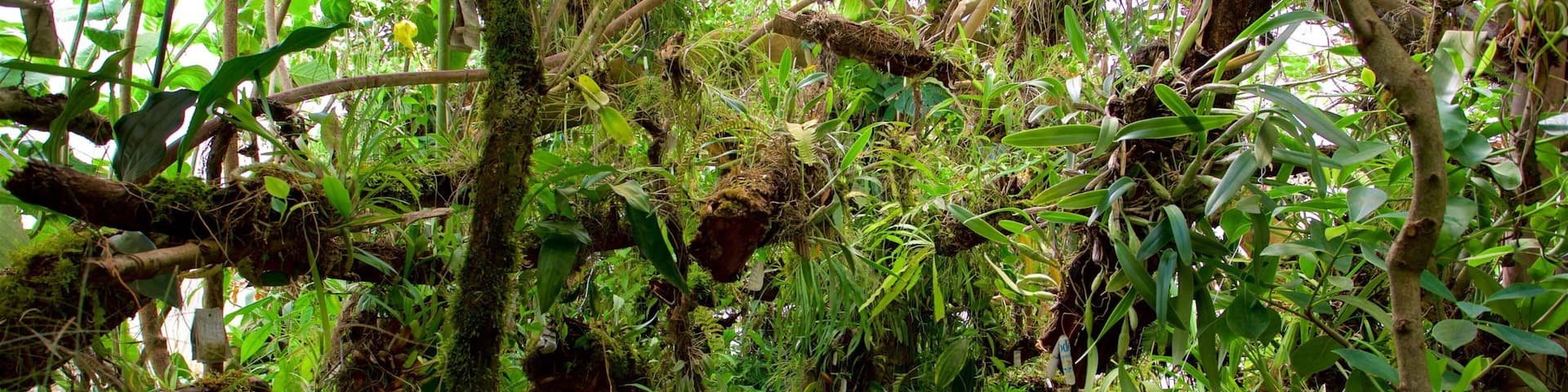 Jardín botánico de orquídeas Moxviquil que incluye un jardín