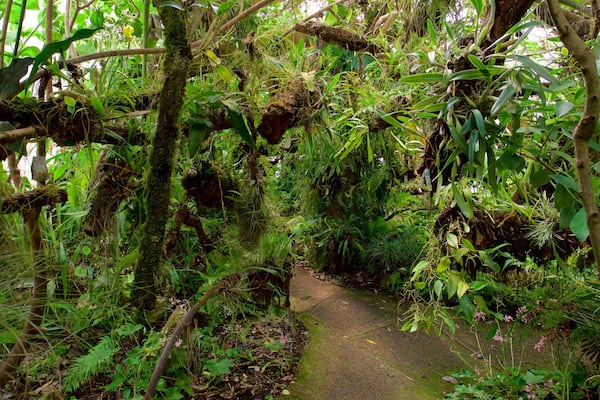 Jardin botanique Orquideas Moxviquil montrant jardin
