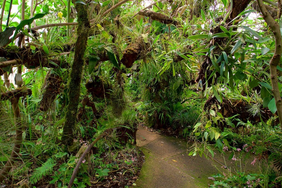 A narrow forest path surrounded by dense green foliage and moss-covered trees.