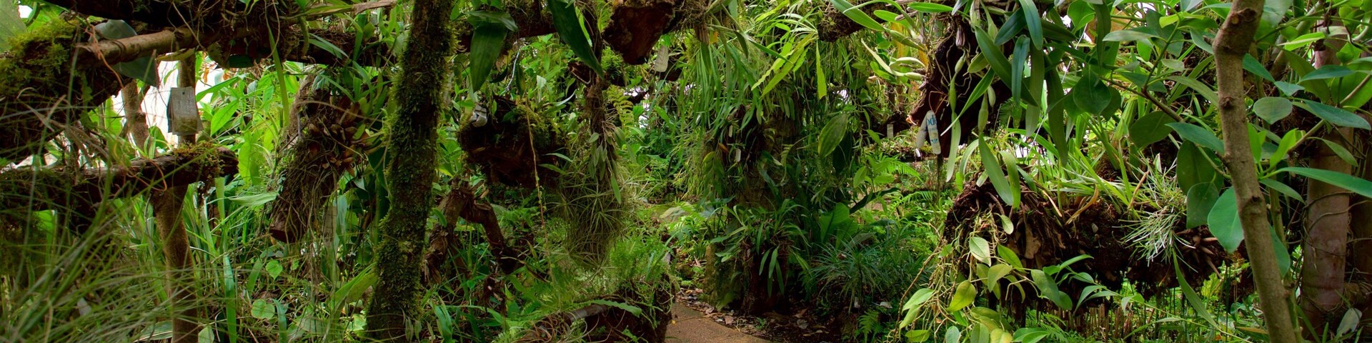 Botanischer Garten Orquideas Moxviduil das einen Garten