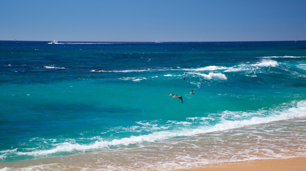 Playa Las Viudas showing general coastal views