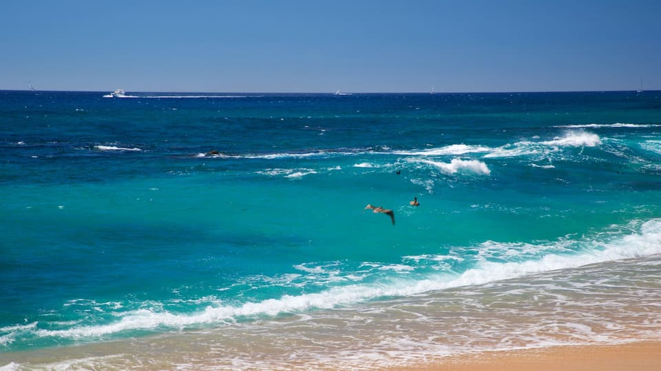 Playa Las Viudas showing general coastal views