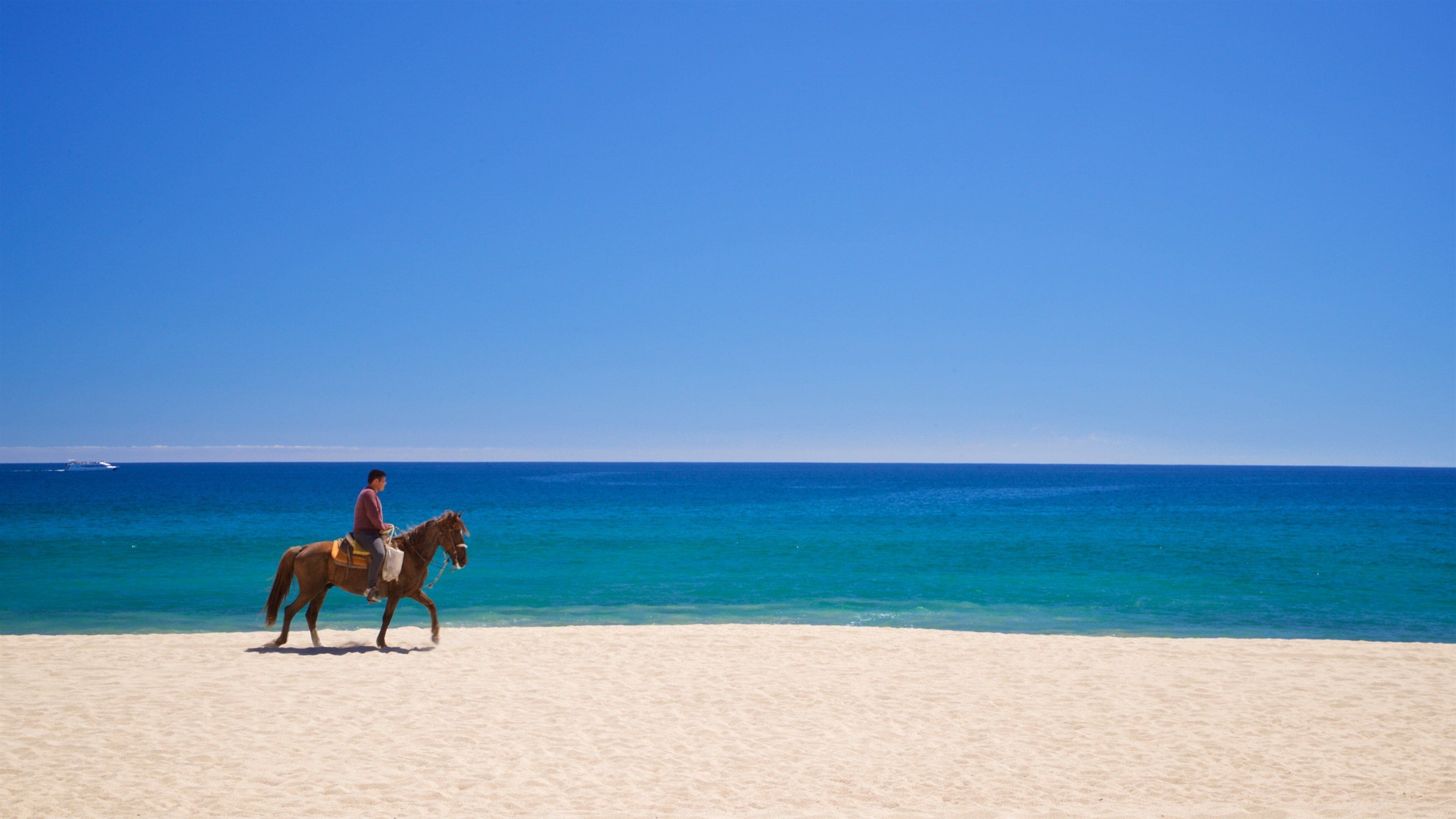 Playa Hotelera which includes a sandy beach, land animals and horseriding