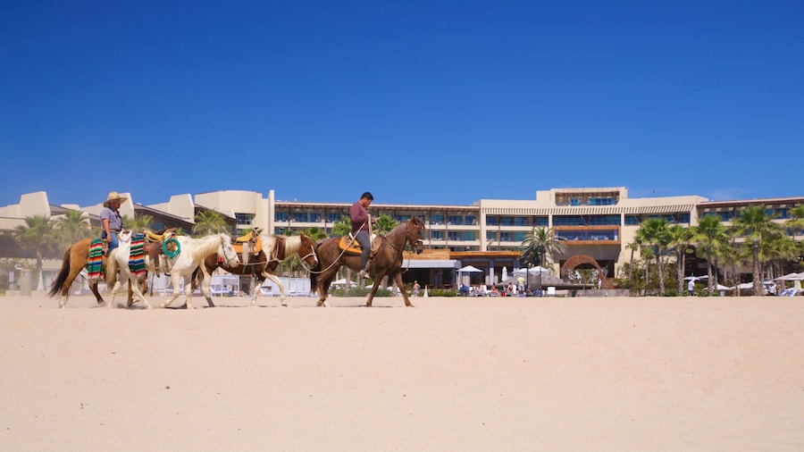 Playa Hotelera showing a beach, horseriding and general coastal views