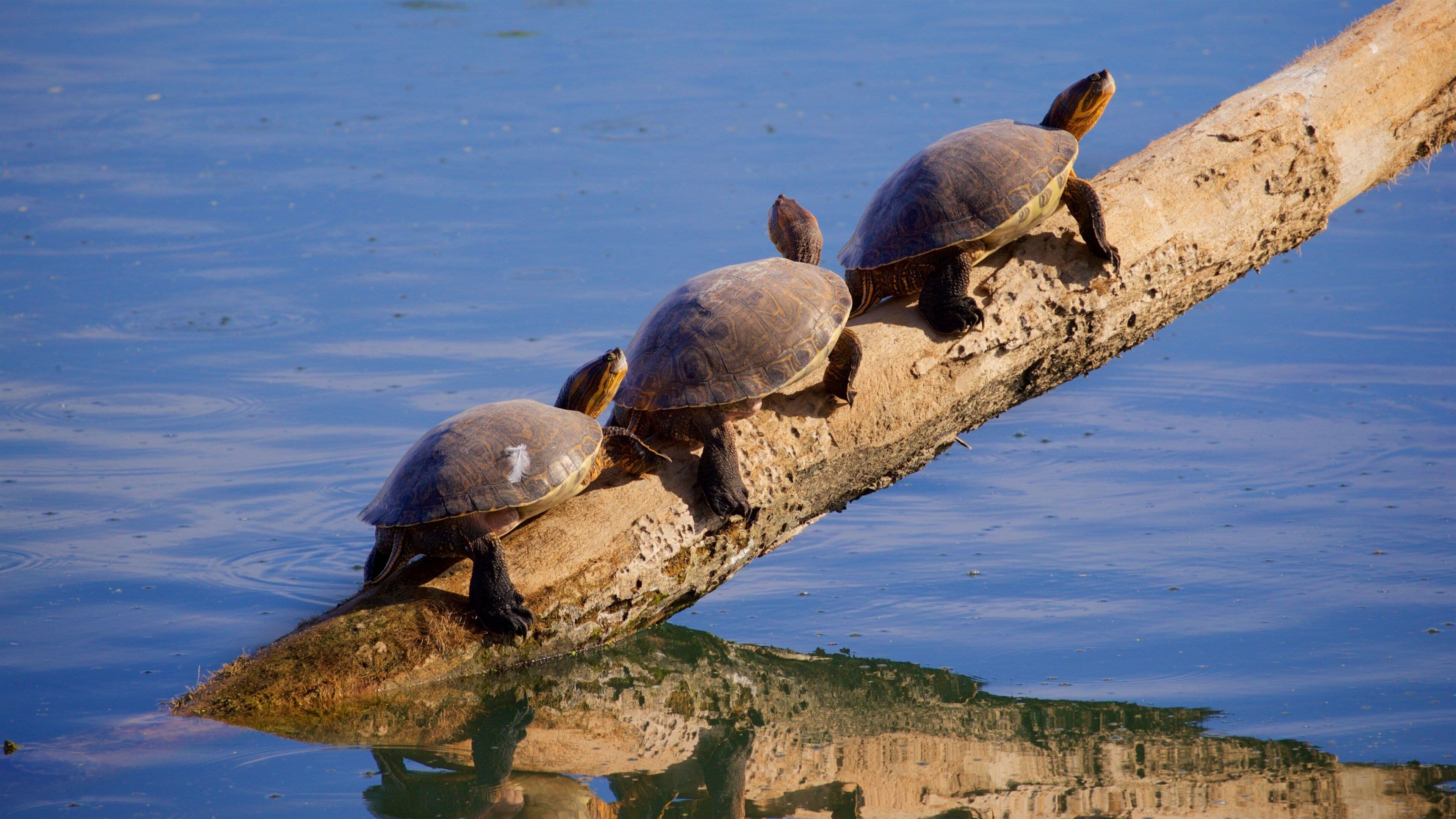 San Jose\'s Estuary and Bird Sanctuary featuring marine life