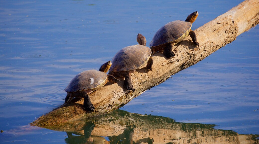 San Jose\'s Estuary and Bird Sanctuary featuring marine life