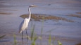A white heron standing in shallow water with sparse vegetation.