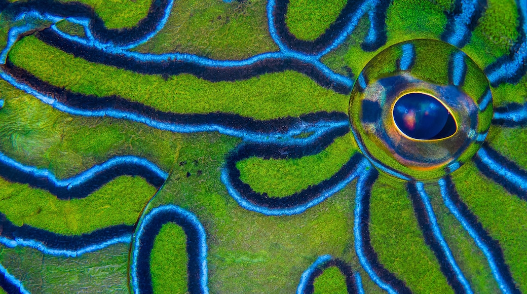 Close up of eye and skin of giant hawkfish