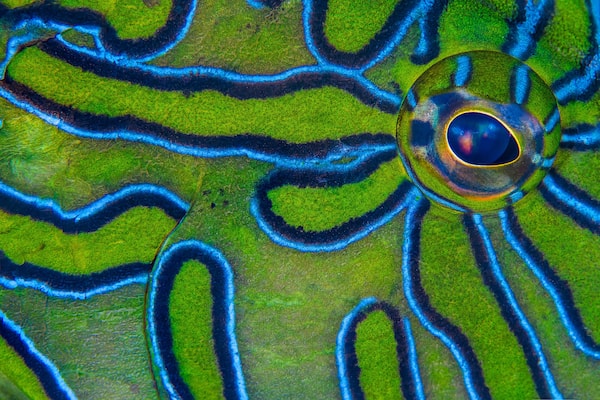 Close up of eye and skin of giant hawkfish